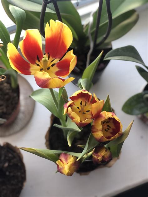 The way these tulips bloomed : r/mildlyinteresting
