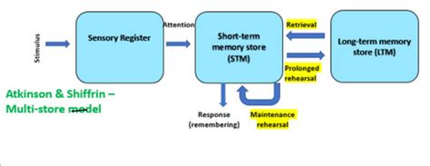 Multi Store Model AO1 Flashcards Quizlet