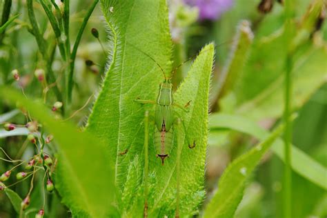 Camouflage Katydid Top View Photograph by Gaby Ethington - Pixels