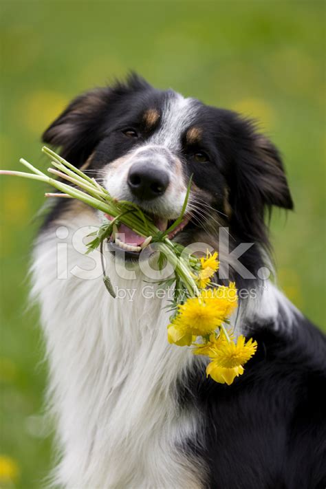 Giving Flowers Stock Photo Royalty Free Freeimages