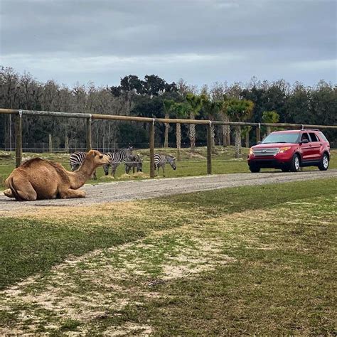 Wildlife Drive Thru Safari Near Me