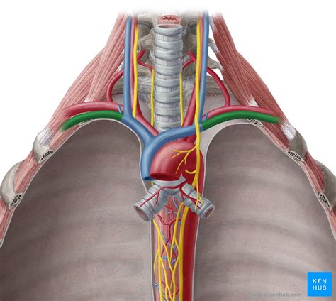 Mediastino Diagram Quizlet Lupon Gov Ph