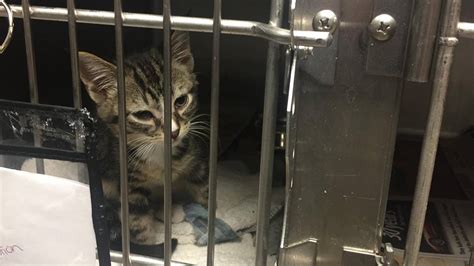 Charlotte Animal Shelter Runs Free Kitten And Cat Promotion Charlotte