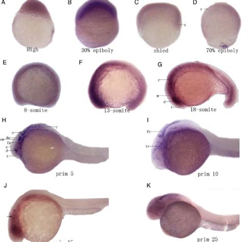 Expression Patterns Of Zebrafish Rest Gene During Embryogenesis A