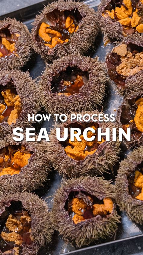 How To Process Sea Urchin W2 Recipes Restaurant Quality Recipes At Home