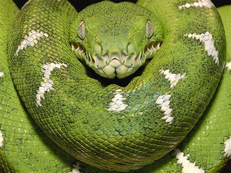 Beautiful Green Emerald Tree Boa Snake