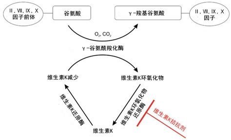 口服华法林如何监测？INR 异常如何处理？看这一篇就够了！ - 丁香园