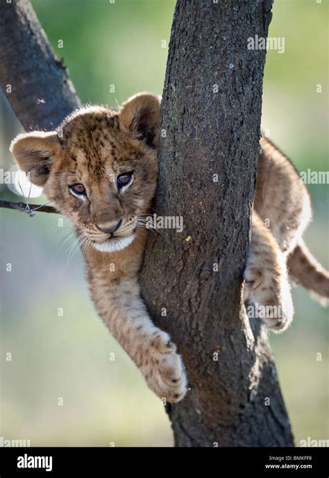 Lion Cub High Resolution Stock Photography And Images Alamy