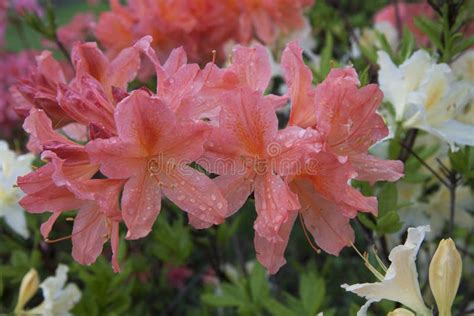 Flores Rojas Claras Y Blancas De La Azalea Arbusto Del Rododendro En