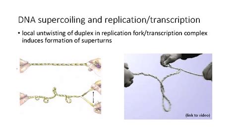 Dna Supercoiling Jerome Vinograd Sedimentation Equilibrium Experiments