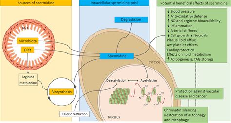 What is SPERMIDINE?! Meet the Latest Longevity Ingredient