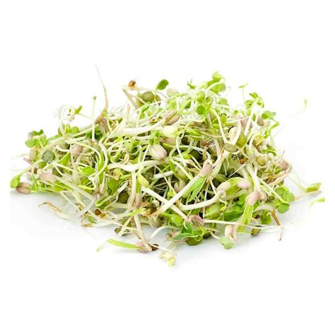 Todds Seeds Country MMF7 Delight Sprouting Seed Mix One Pound