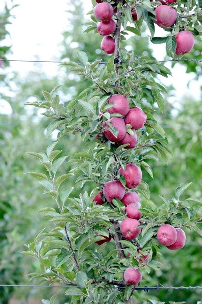 Premium Photo | Apples in orchard in the fall ready for harvest