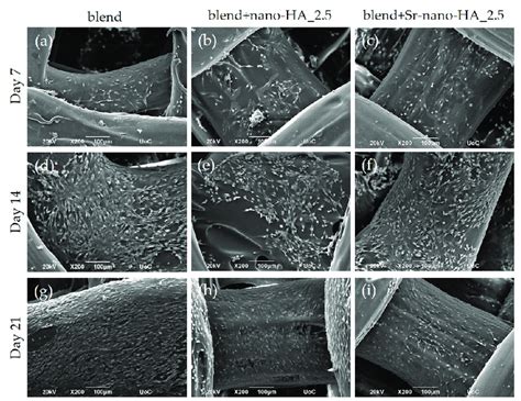 Sem Images Showing The Morphology And Adhesion Of Pre Osteoblastic