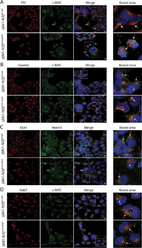 Intracellular Localization Of The NOTCH3 Wildtype And A1604T Receptors