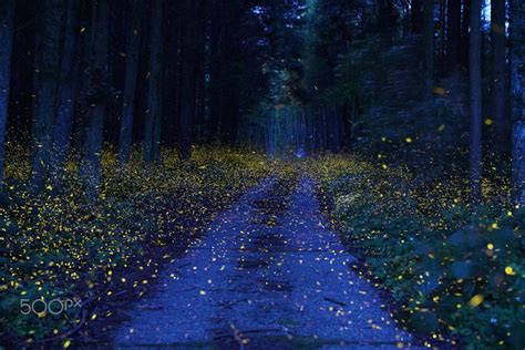 fireflies   shikoku forest japan  kei nomiyama