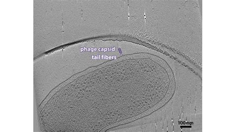 Structural Variation Atlas Of Bacterial And Archaeal Cell Structure