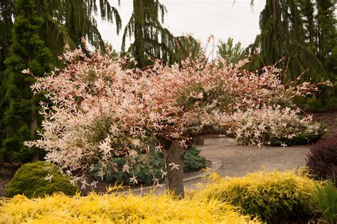 How to Propagate Willow Trees – P. Allen Smith