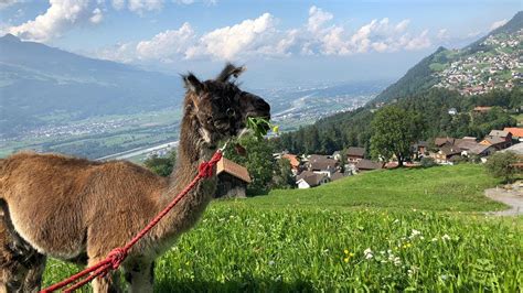 Lamas Am Liechtenstein Weg Youtube