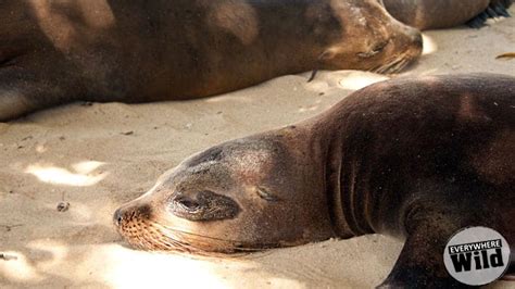 9 Cool Galapagos Sea Lion Facts for Animal Lovers | Everywhere Wild