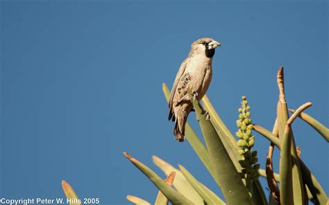 Weaver Sociable Philetairus Socius Male Namibia World Bird Photos