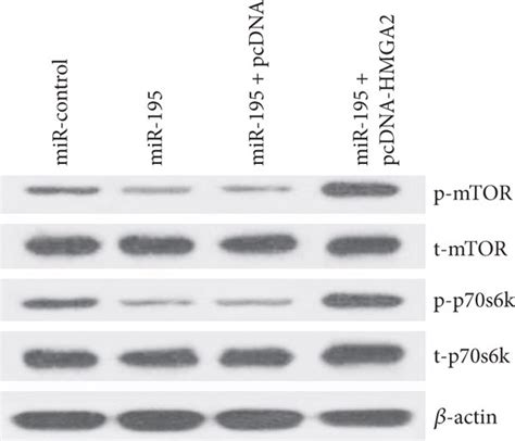 Mir 195 Suppressed The Mtorp70s6k Signaling Pathway By Inhibiting