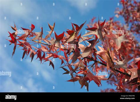 Vibrant Autumn Colours Stock Photo Alamy