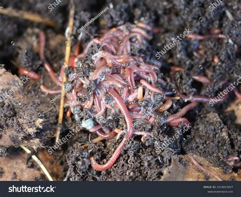 Compost Californian Red Worms Vermicompost Stock Photo 2219015827 | Shutterstock