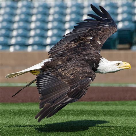 Bald Eagle - Clark - World Bird Sanctuary