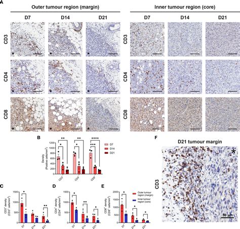 Frontiers Late Stage Mc38 Tumours Recapitulate Features Of Human