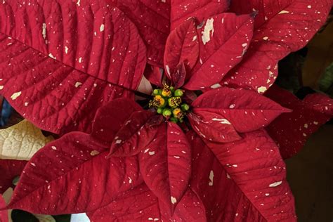 How to Propagate a Poinsettia (Legally)