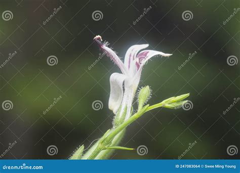 Close Shot of the Sabah Snake Grass Plant Stock Photo - Image of green ...