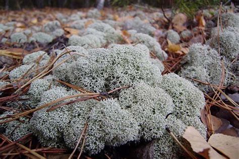 Ягель (олений мох): что это такое, польза и вред, применение