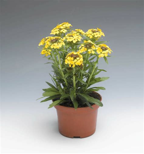 Erysimum Canaries Yellow Moss Greenhouses