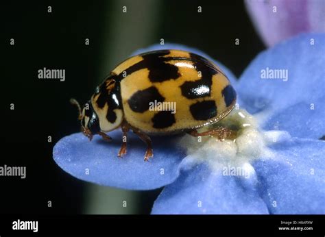 Fourteen Spot Ladybird Propylea Quatuordecimpunctata On Flowers