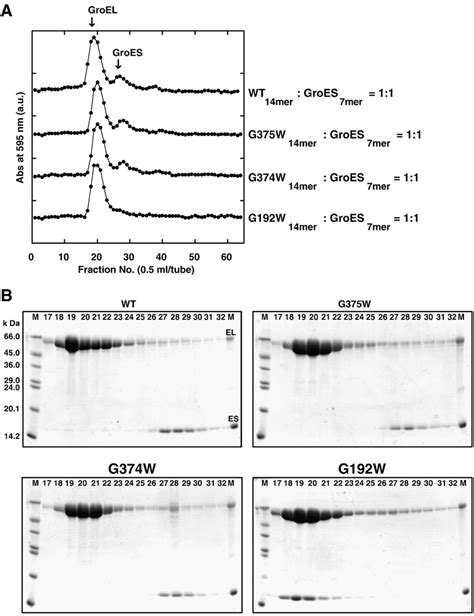 1 1 Binding Of GroES With WT And Mutant Chaperonins In The Absence Of