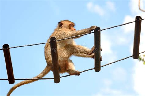 A Monkey Climbing A Rope Ladder Under A Large Branch Stock Photo