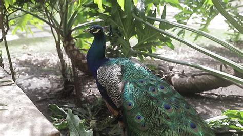 Premium stock video - Peacock, or indian peacock