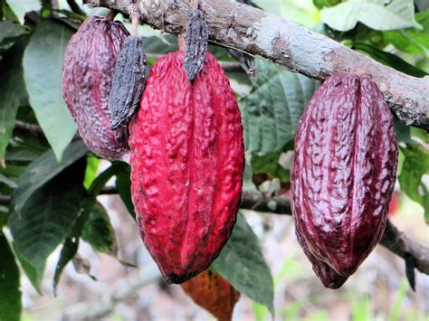 Más De 10 000 Imágenes Gratis De Cultivo De Cacao En Ecuador Y Ecuador Pixabay