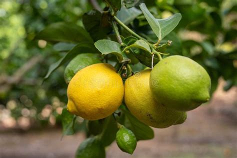 Lemons In Various Stages Of Ripening A Fruiting Lemon Tree Wallpaper