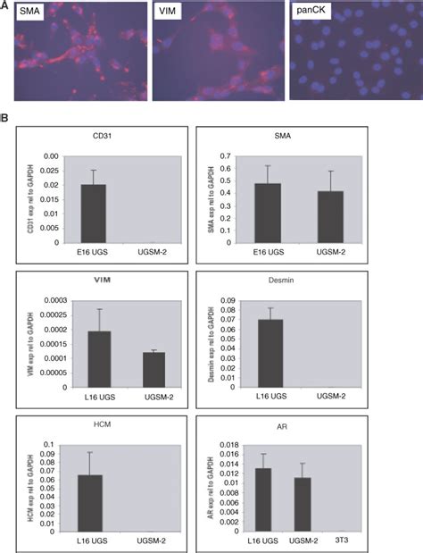 Augsm 2cellsimmunostainedfor Download Scientific Diagram