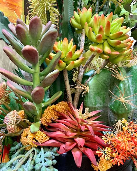 Taiwan Imports - Fun fact: Cacti are a type of succulent....