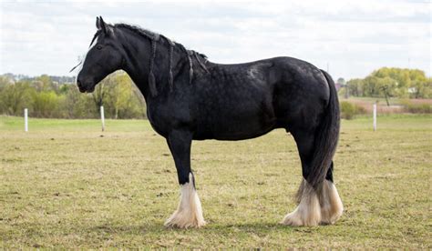 Shire Horse Breed Guide: Characteristics, Health, & Nutrition | Mad Barn