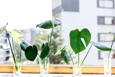 Propagating Swiss Cheese Plant Philodendron Monstera In Water Stock