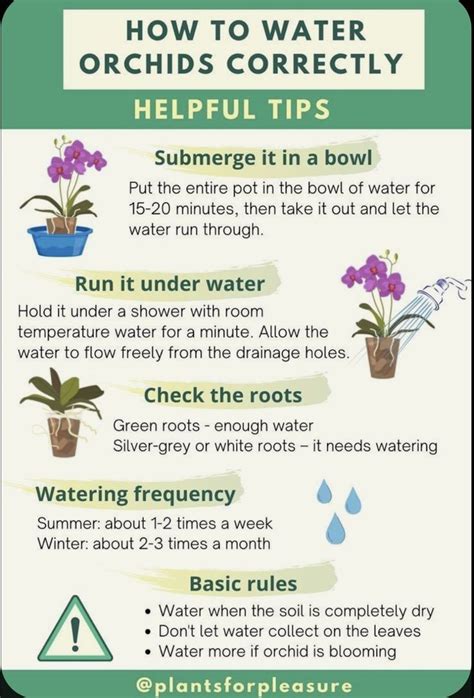 Pin By Erin Dodds On Indoor Plants In Orchids In Water Orchid