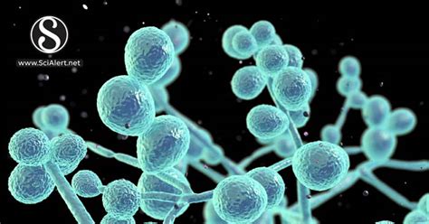 Candida Albicans Microscopic Morphology