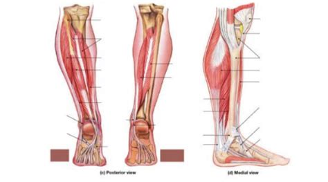 Diagram Of Diagram Posterior And Medial View Muscles Of The Lower