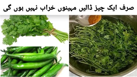 How To Save Green Chillies And Coriander For 2 3 Month Mirch Aur