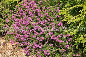 Shrub: Calluna vulgaris - Ornamental Shrub Information from ...