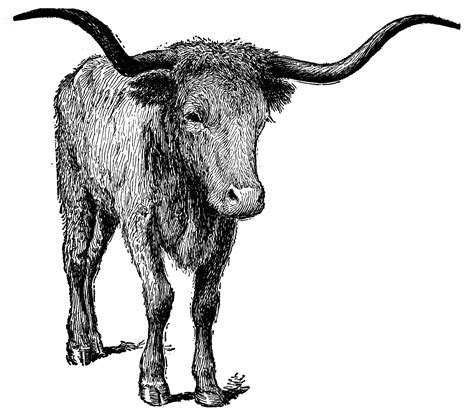 Texas Longhorn | ClipArt ETC